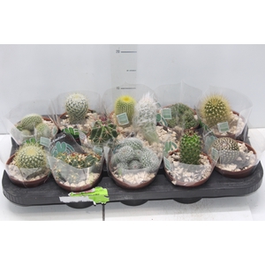 CACTUS RAIZ PROPRIA P11