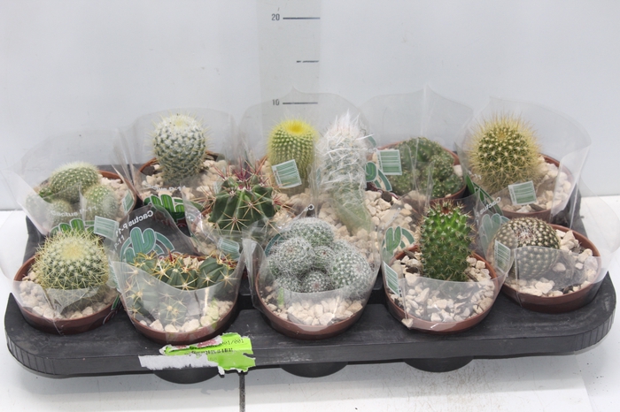 <h4>CACTUS RAIZ PROPRIA P11</h4>
