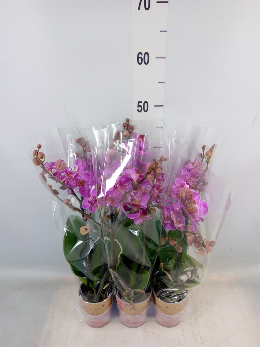 <h4>Phalaenopsis multi. 'Ant Hamburg'</h4>