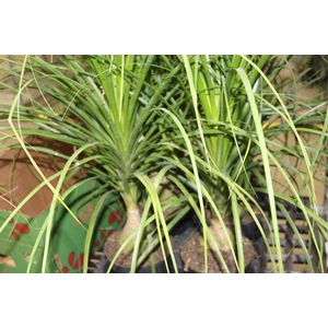 BEAUCARNEA P17