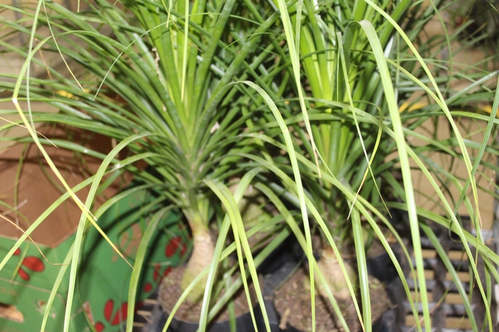 <h4>BEAUCARNEA P17</h4>
