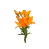 LIRIO SUNDERLAND 080 CM HT 3/5 FLS