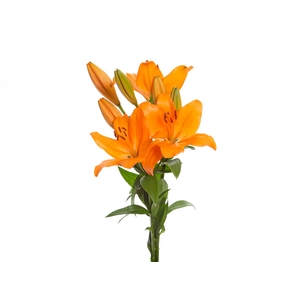 LIRIO SUNDERLAND 080 CM HT 3/5 FLS