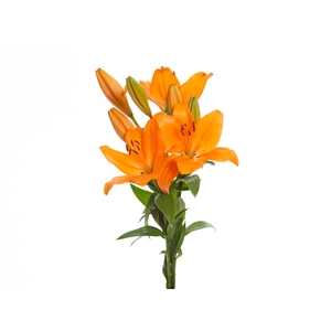 LIRIO SUNDERLAND 080 CM HT 3/5 FLS