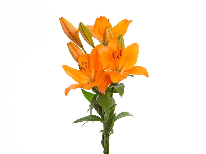 LIRIO SUNDERLAND 080 CM HT 3/5 FLS