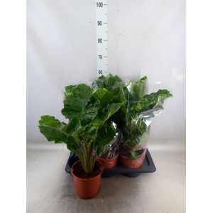 Alocasia  'Low Rider'