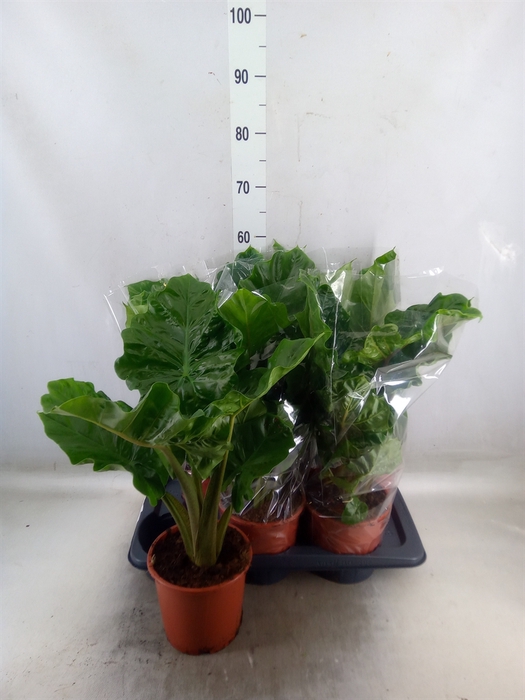 <h4>Alocasia  'Low Rider'</h4>