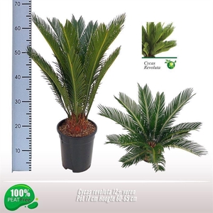 CYCAS REVOLUTA