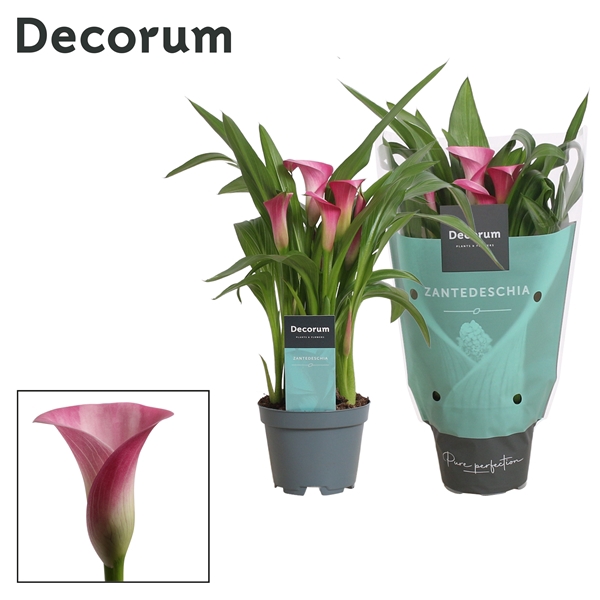<h4>Zantedeschia Garnet Glow</h4>