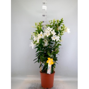 Mandevilla sand. 'SumStar White'