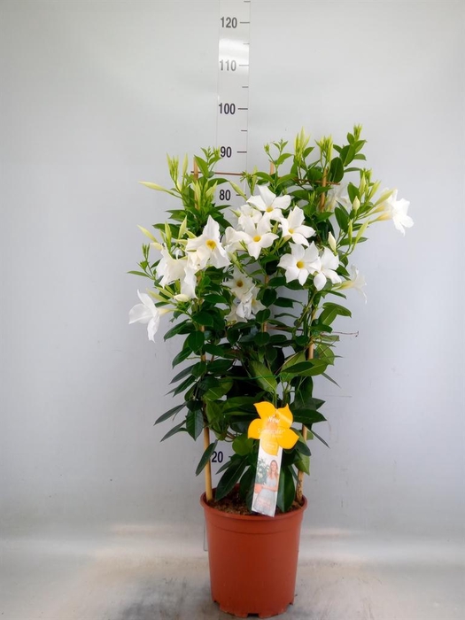 <h4>Mandevilla sand. 'SumStar White'</h4>