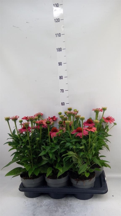 <h4>Echinacea purp. 'Sunmagic'</h4>