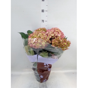 Hydrangea mac. 'Adula'