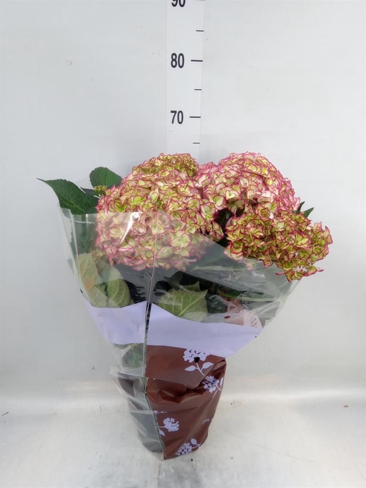 <h4>Hydrangea mac. 'Adula'</h4>