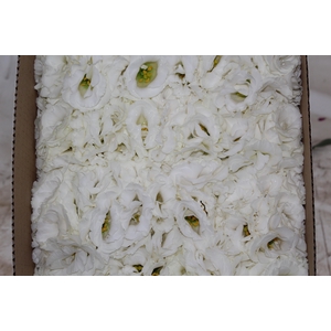 LISIANTHUS FLOR BRANCO