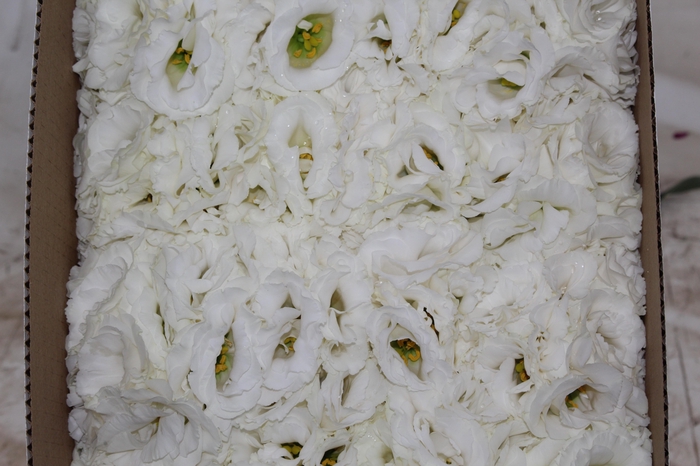 <h4>LISIANTHUS FLOR BRANCO</h4>