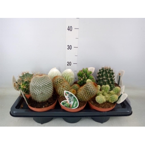 Cactus   ...mix