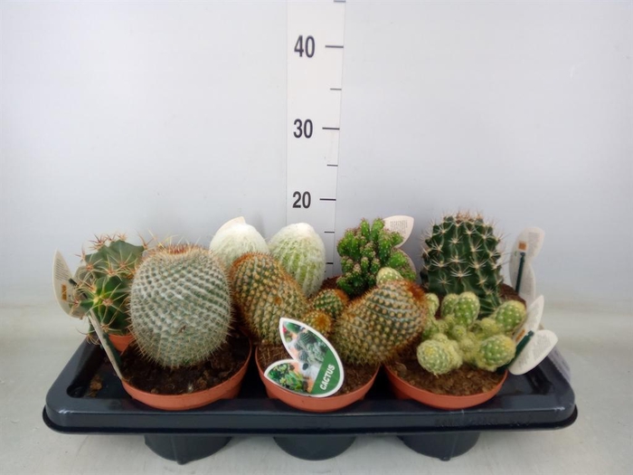 <h4>Cactus   ...mix</h4>