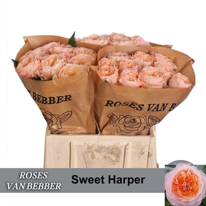 R GR SWEET HARPER!