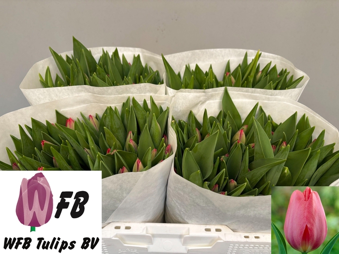 <h4>Tu En Van Eijk</h4>