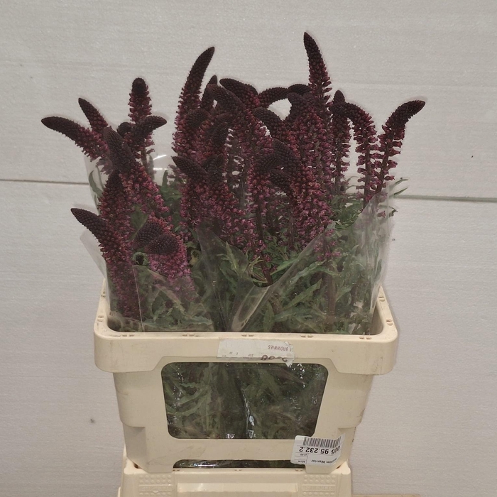<h4>LYSIM ATROPURPUREA</h4>