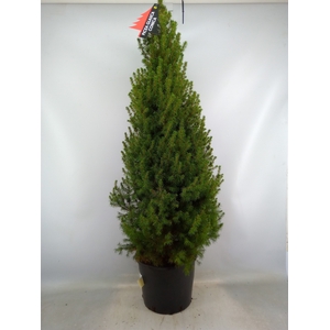 Picea glauca 'Conica'