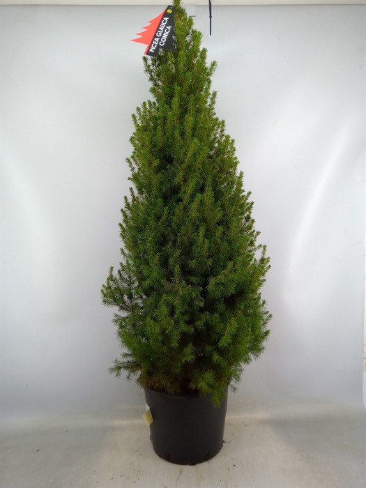 <h4>Picea glauca 'Conica'</h4>