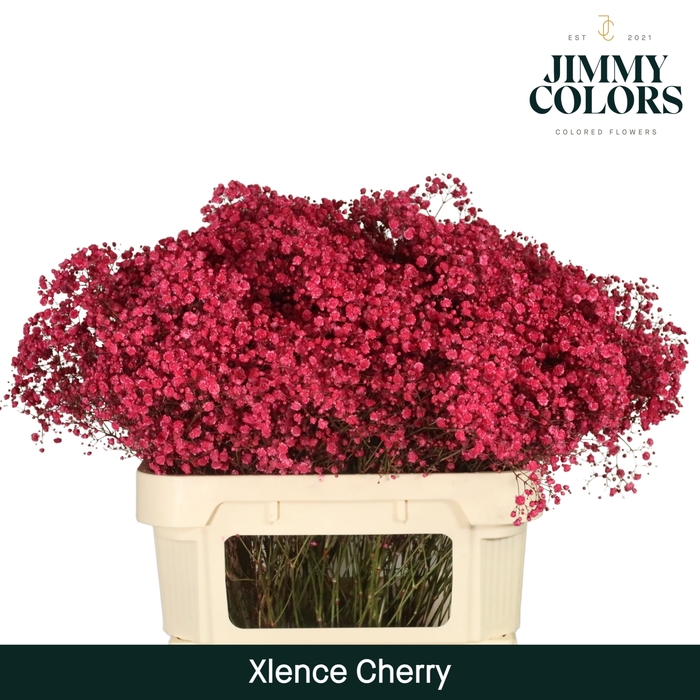 <h4>Gyps Xlence L80 Cherry</h4>