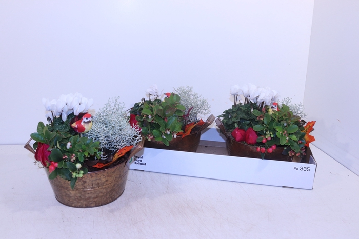<h4>ARR TUINPLANTEN</h4>