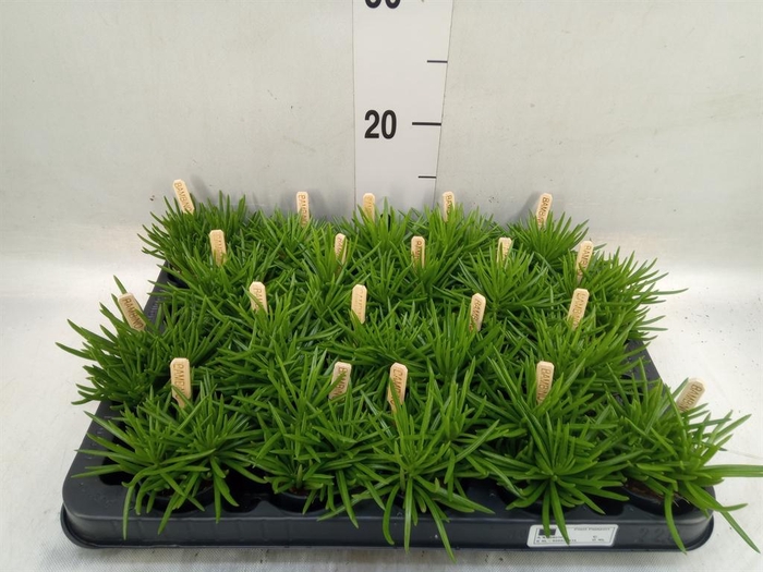 <h4>Senecio archeri 'Himalaya'</h4>