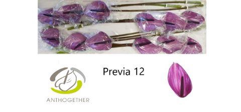 <h4>Anth A Previa 13 cm X12 Oosterzon</h4>