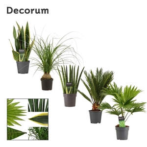 Green Mix Plants P12