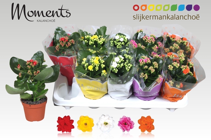 <h4>KAL GE GEM 5 KL</h4>