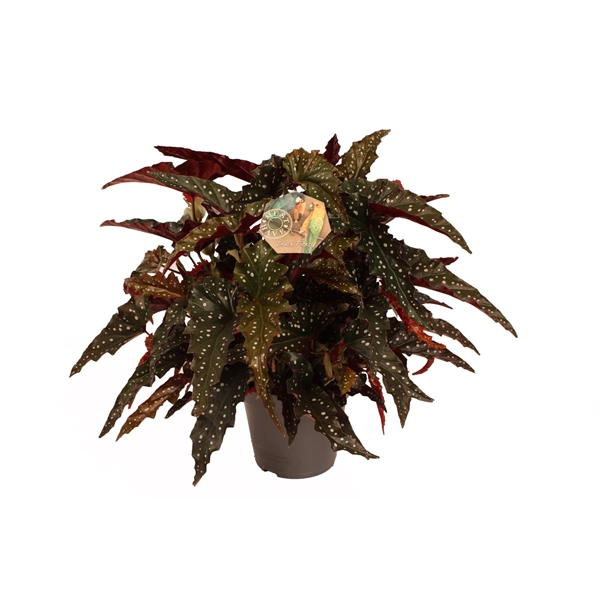 <h4>Maculata ''Black Forest'' MUST HAVE</h4>