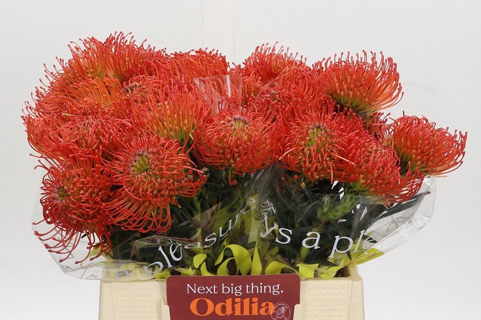 <h4>Nutans Succession</h4>