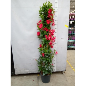 Mandevilla sand. 'SumStar Red'