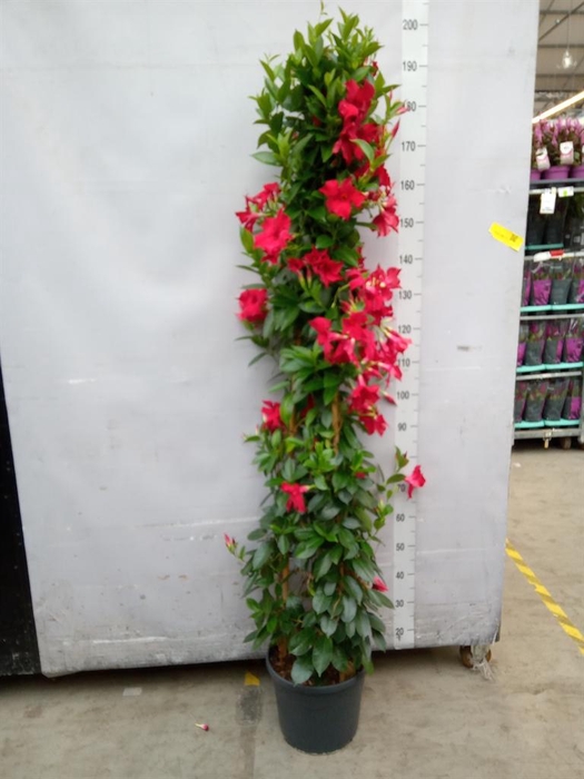 <h4>Mandevilla sand. 'SumStar Red'</h4>