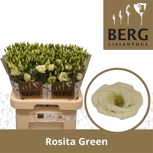 Eust Rosita Green