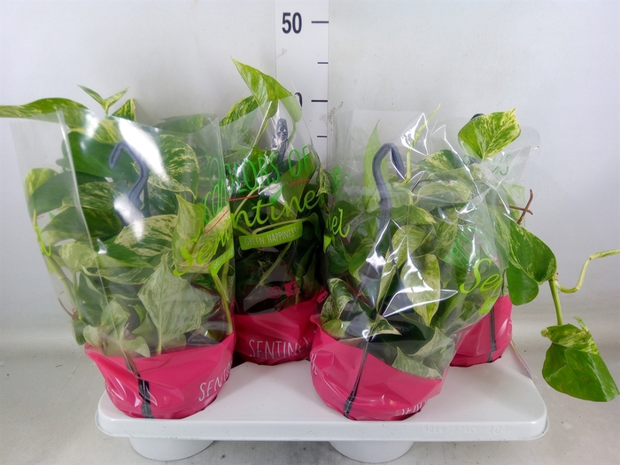 <h4>Epipremnum pinn. 'Marble Queen'  HG</h4>