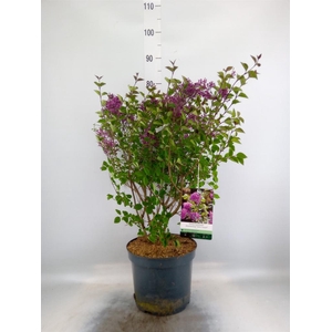 Syringa vulg.