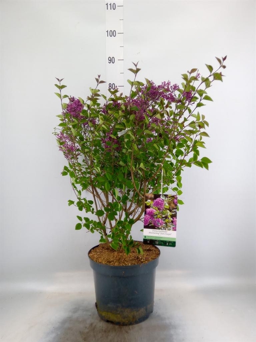 <h4>Syringa vulg.</h4>