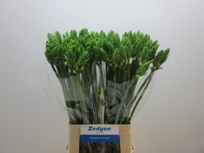 <h4>ORNIT THYRSOIDES</h4>