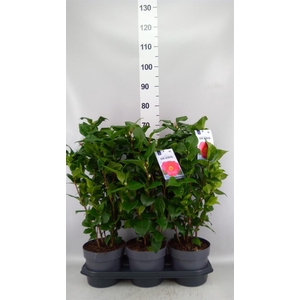 Camellia japonica 'Dr King'