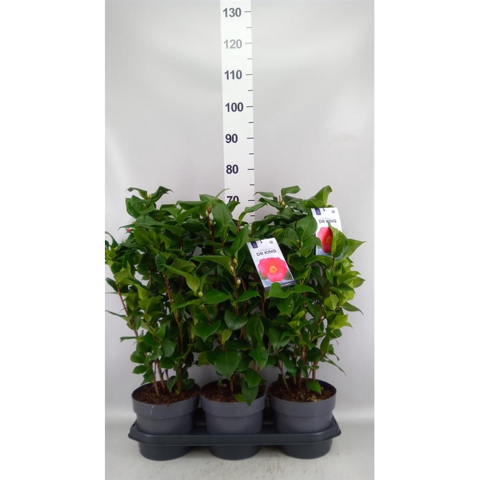 <h4>Camellia japonica 'Dr King'</h4>