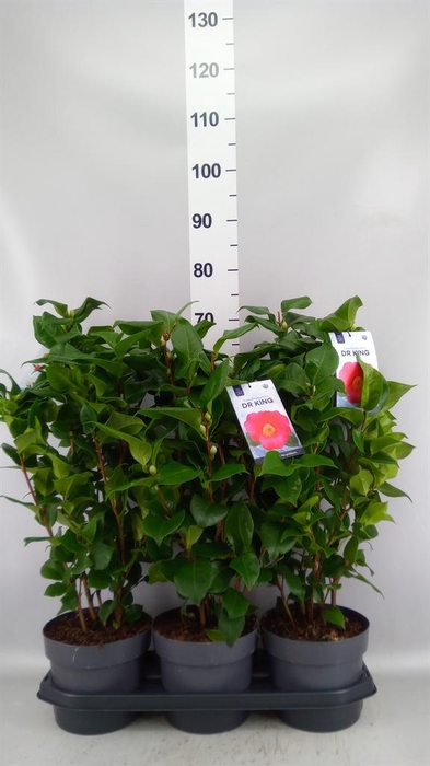Camellia japonica 'Dr King'