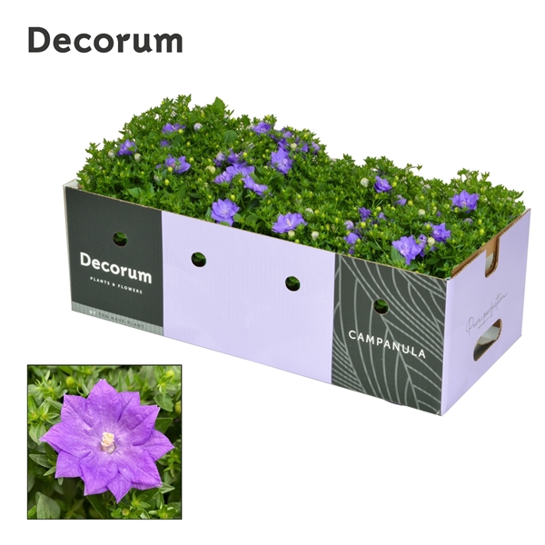 <h4>Campanula iso. Dublin Blue Decobox</h4>