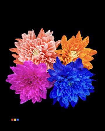 <h4>Chr T Baltica Mix</h4>