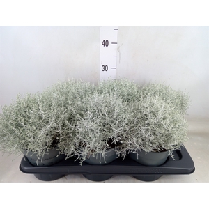 Leucophyta brownii
