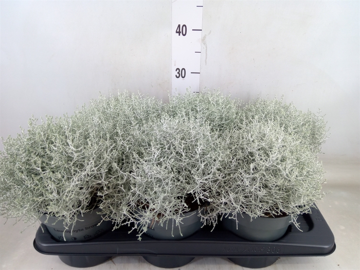 <h4>Leucophyta brownii</h4>