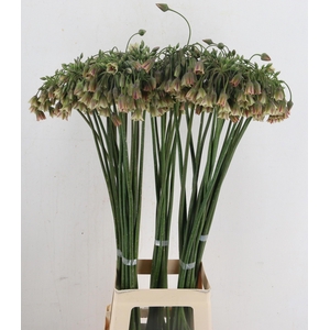 NECT SICULUM BULGAR